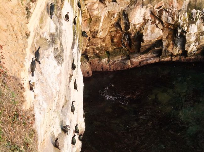 海鳥の鳴き声が響き渡ります。