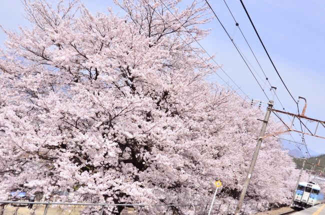 満開な勝沼の桜並木に再び訪れてみた A 勝沼 塩山 山梨県 の旅行記 ブログ By 裏山秀人さん フォートラベル 満開な勝沼の桜並木に再び訪れてみた A 勝沼 塩山 山梨県 の旅行記 ブログ By 裏山秀人さん フォートラベル