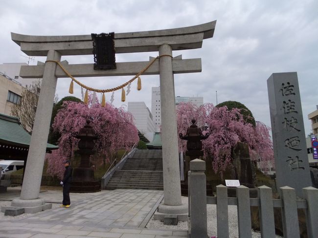 翌朝、ホテル近くの神社。枝垂桜が美しい。
