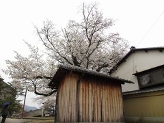 幼稚園を通りすぎ、駅の方へ少し歩くと、商店街の途中から興福寺へ抜ける道があるので、その坂道を上がってみることに。
昔は歩いたことのある道なんですが、最近は通ってないので、どんな道だったのか全然覚えていませんでした。

興福寺の敷地へ入るところで見つけた2本目の桜。
ここで、雨が降り始めてしまいました…はやっ(>_<)
さすが、雨女な私。
一人で行動すると雨率高いんですよね…(苦笑)

この木造の建物、なんだろうと裏へ回ってみると、