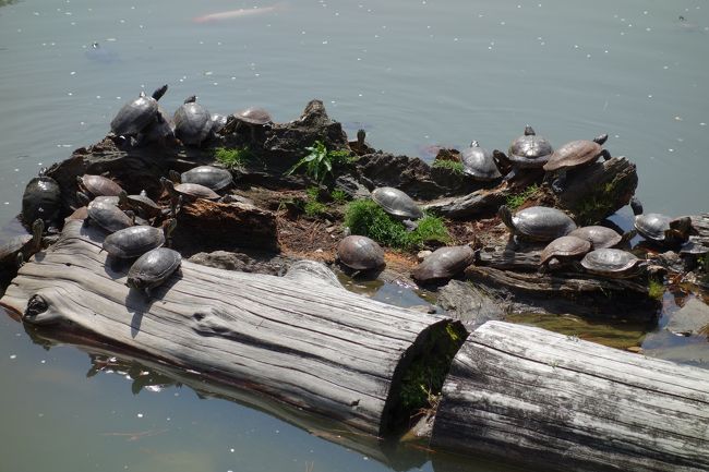 猿沢池には亀がいっぱい。<br /><br />亀って長生きだから数増える一方だったり。