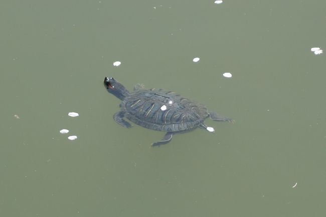 亀が泳いでいます。<br /><br />桜は散り始めていました。