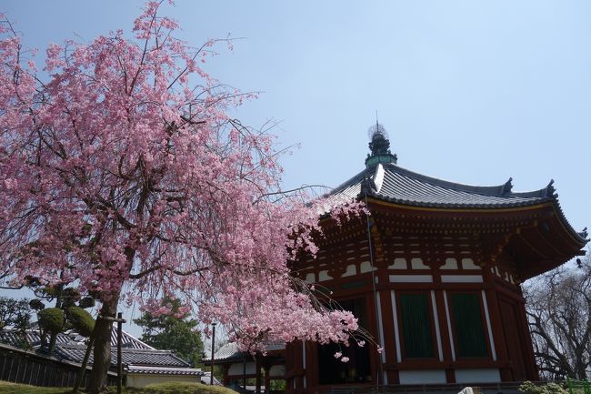 南円堂裏のシダレ桜