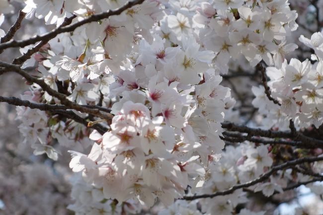 桜もそろそろ見納めかと。