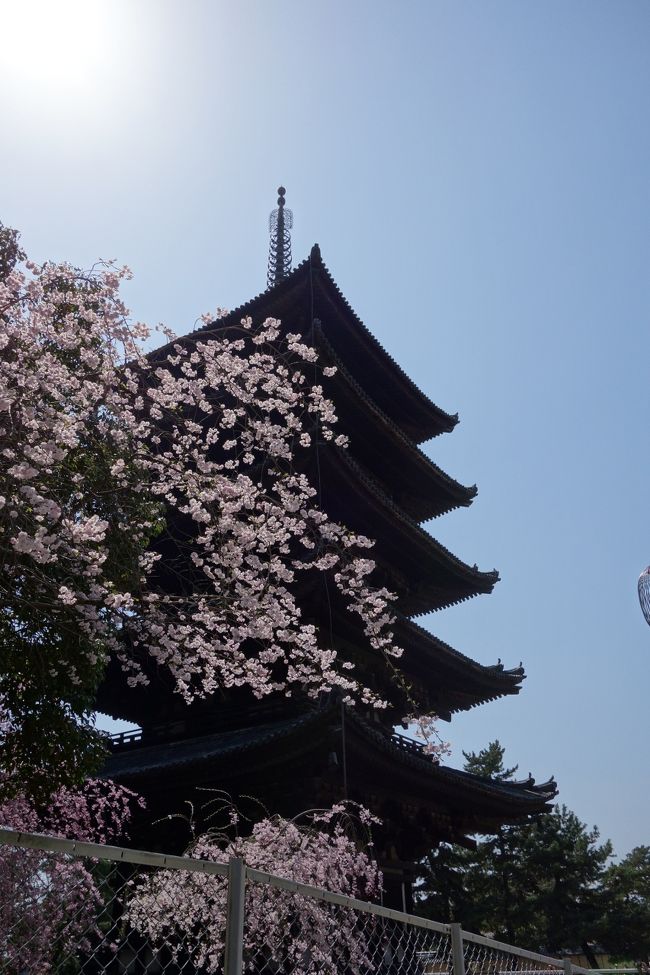 桜と五重の塔