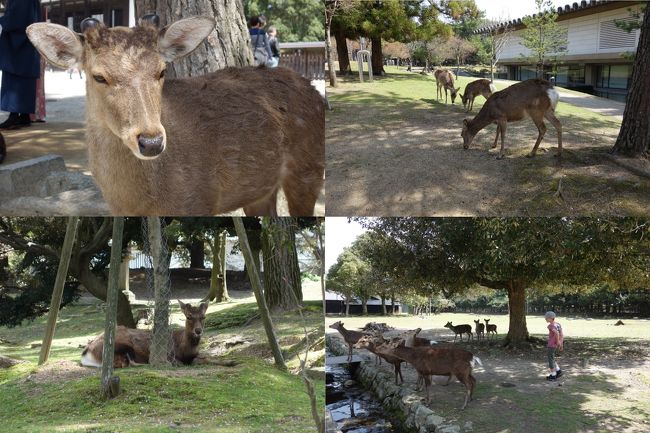 奈良公園。<br /><br />鹿があっちこっちに。<br /><br />観光客を追っかける鹿も何度か目撃しました。