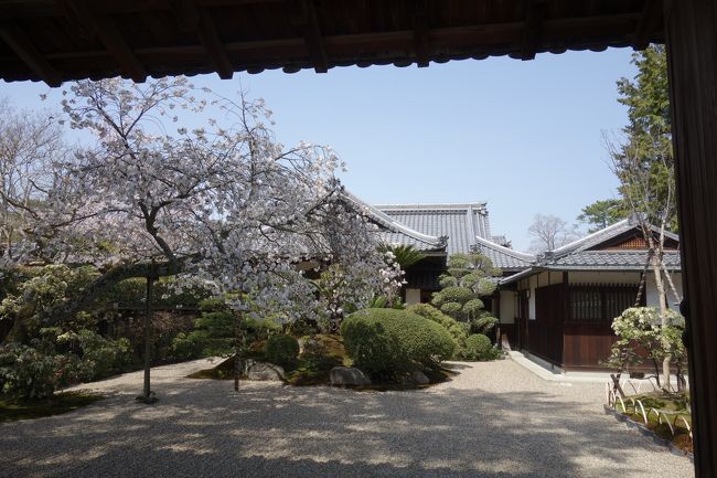 お庭が美しい。