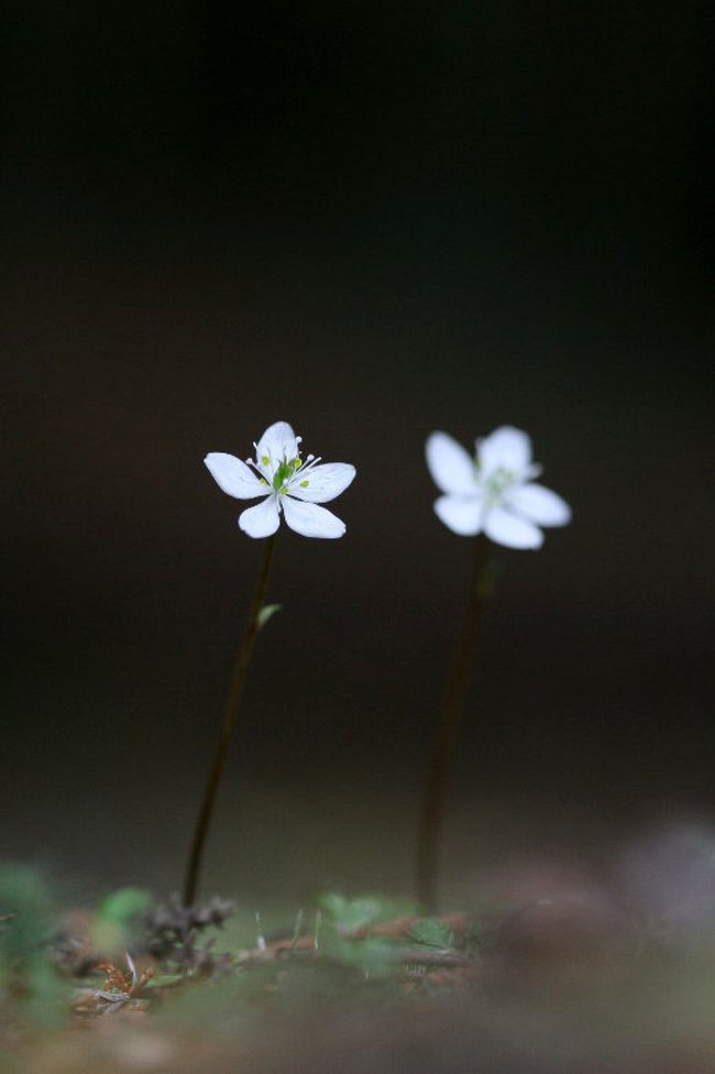 車で滋賀 甲賀の里山に咲く春の花 バイカオウレン ユキワリイチゲ 500 甲賀 滋賀県 の旅行記 ブログ By シベックさん フォートラベル 車で滋賀 甲賀の里山に咲く春の花 バイカオウレン ユキワリイチゲ 500 甲賀 滋賀県 の旅行記 ブログ By シベックさん フォートラベル