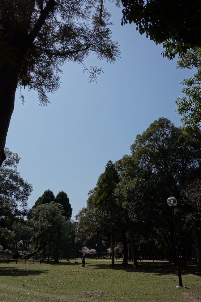 奈良公園、いいですねー。<br /><br />自然に癒されます。