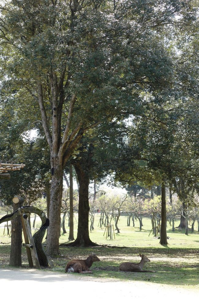 鹿ちゃん達も、日陰で休憩。<br /><br />