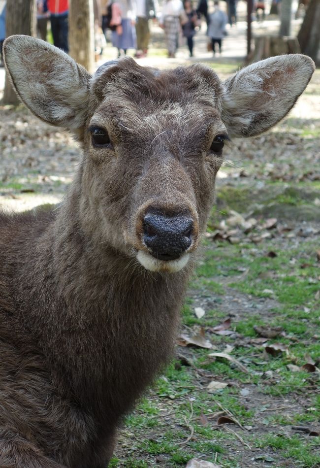 角の無い鹿ちゃんは怖くないです。