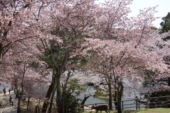 浮見堂へやって来ました。
