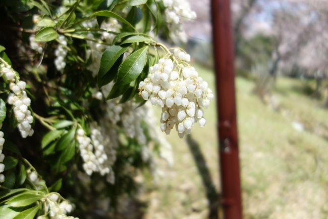 アセビも終わりかけ