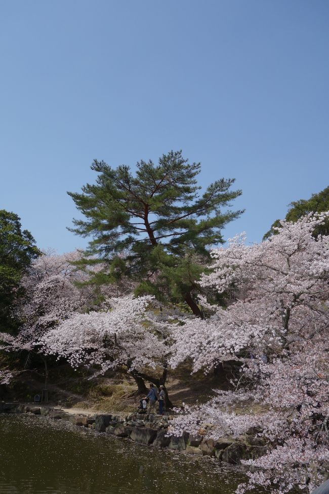 青空に映えますね。