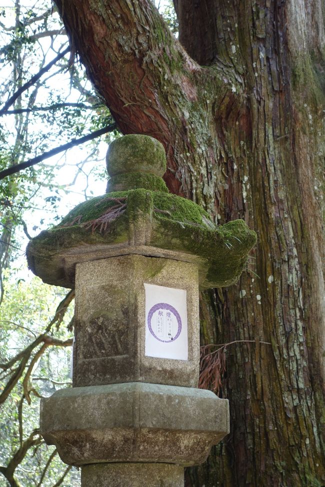 春日大社へ行く参道には灯篭がいっぱい。