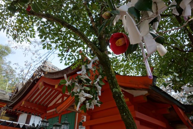 椿の木におみくじが…