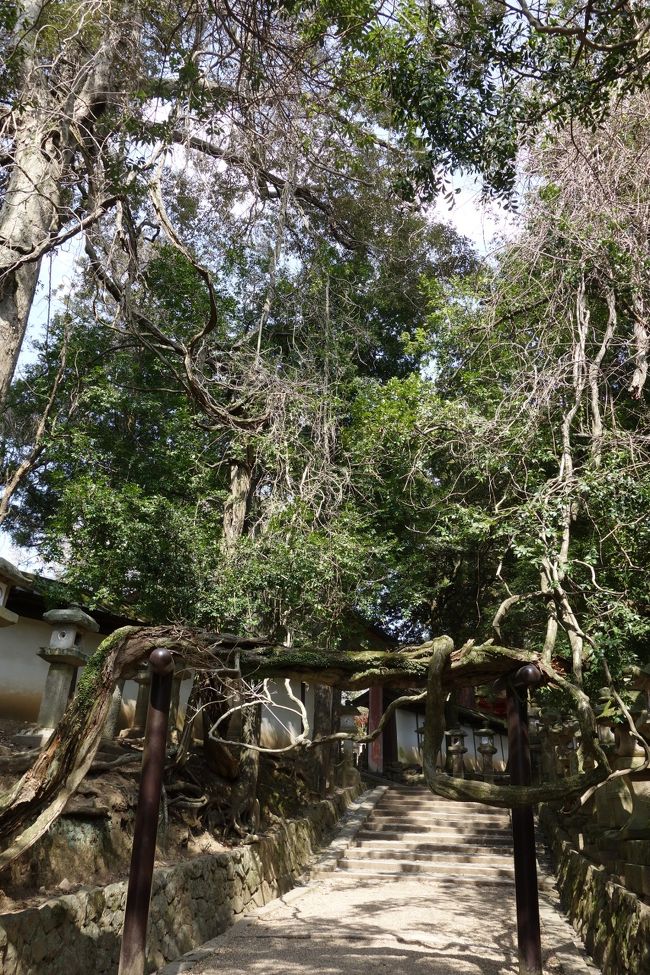 お化けの様に伸びた木