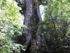 大王杉。
縄文杉が発見されるまで屋久杉最大とされてました。
風格ありますねぇ。
