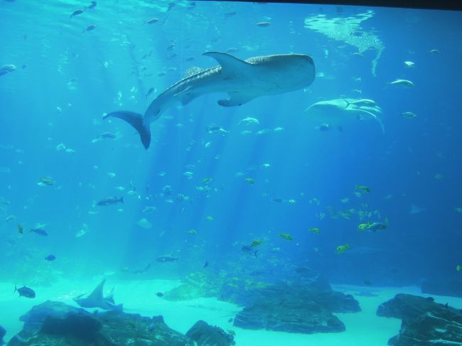 北米最大だかのジョージア水族館。<br />ジンベイザメいる大水槽が売りです。