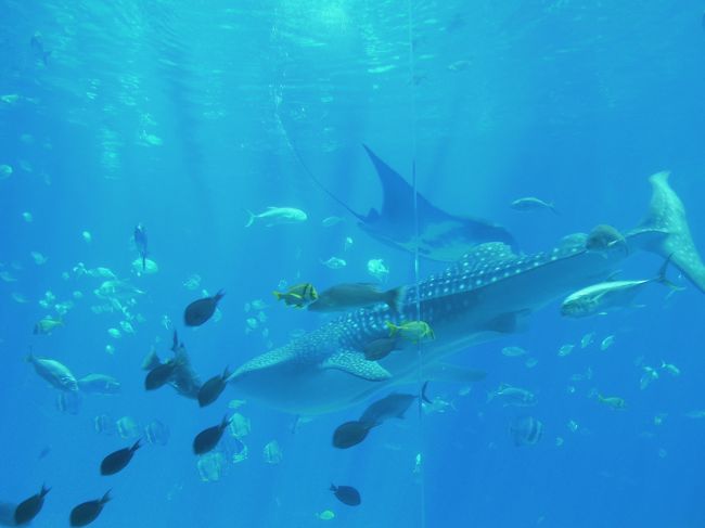 しかし……全然美ら海水族館のほうがすごいっしょ！<br /><br />水槽に使っているアクリル（？）につなぎ目が見え、透明度が低い。大水槽だけじゃなく、すべての水槽が白っぽい。日本がどれだけ素晴らしいものをお客に提供しているかよくわかりました。