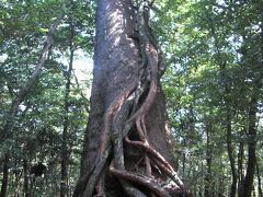 四日目です。
白谷雲水峡にやって来ました。
弥生杉歩道に入り、弥生杉とご対面。
すっとした立ち姿が美しい。