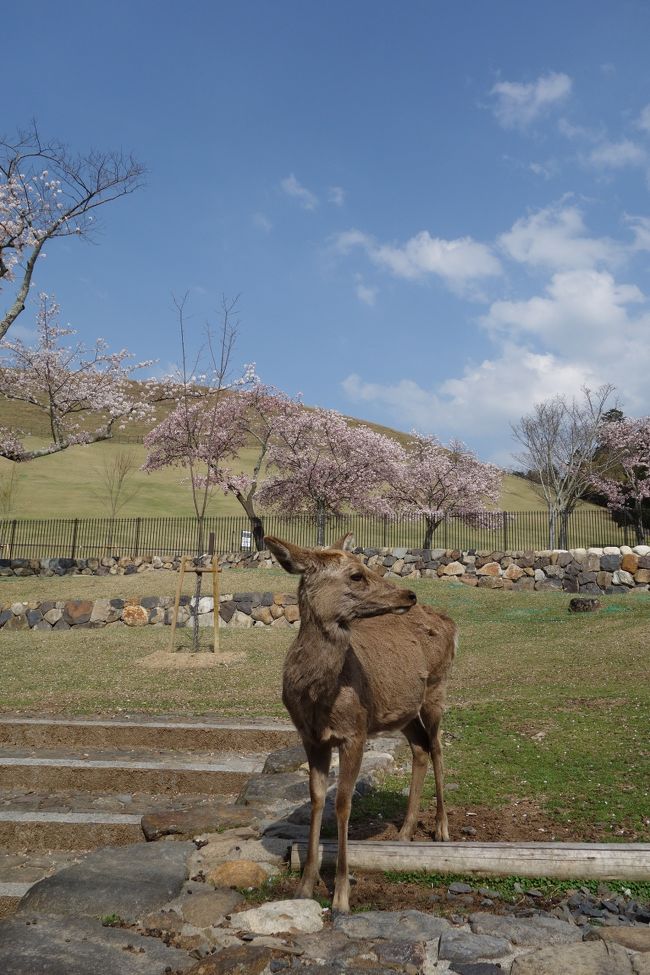 奈良公園って昔っからこんなに鹿、多かったかな？