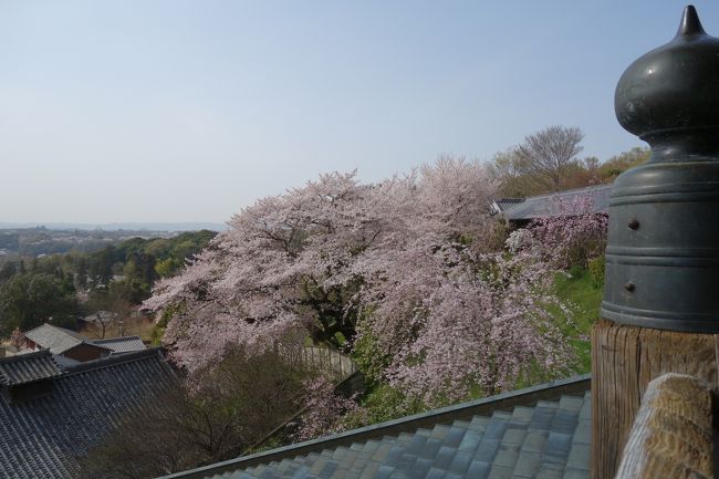 来年も咲いてね！