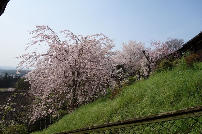 外国人がこのアングルで撮っていたので、<br />真似して撮ってみる。<br /><br />お国に帰っても日本の桜思い出して欲しいものです。