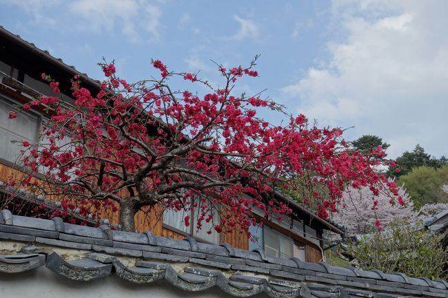 普通の民家のお庭で咲いていました。<br /><br />桃の木かと。<br /><br />