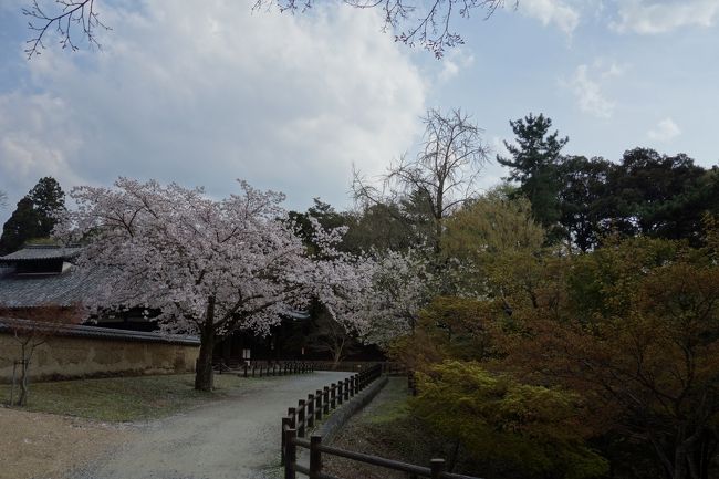 桜を見ていると日本人で生まれて良かった！<br />って思います。