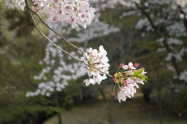 散り始めています。