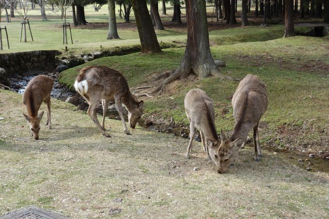 奈良公園の鹿ちゃん達。<br /><br />見ているだけで、ホッコリしちゃいます。