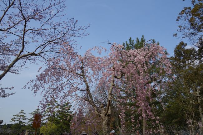 東大寺が観光のハイライトなのか、<br />世界中からの観光客で一番賑わっていました。<br /><br />このシダレザクラは東大寺前の池の横に咲いていました。<br />シダレザクラ撮ったつもりが、観光客の頭写ってる(^^)