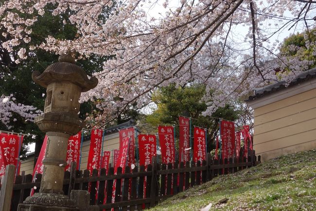 再び興福寺エリアへ戻ってきました。<br /><br />桜が散っていました。<br /><br />See you next year!