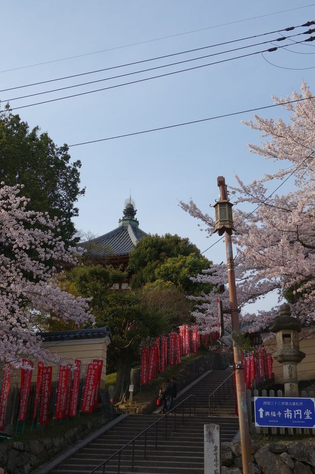 奈良町からまたまた戻ってきました、<br /><br />興福寺南円堂への階段。<br /><br />日が傾いてきたので、帰宅します。