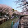 ギネスブックに載っている鯉のぼりと満開の桜/群馬・館林