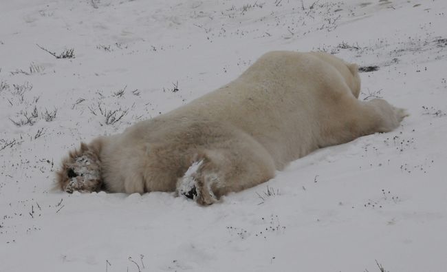 ツンドラバギーで見たチャーチルのホッキョクグマ チャーチル カナダ の旅行記 ブログ By Takashiさん フォートラベル