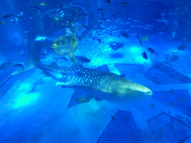 ジンベイザメ館 青の世界へ行きます。