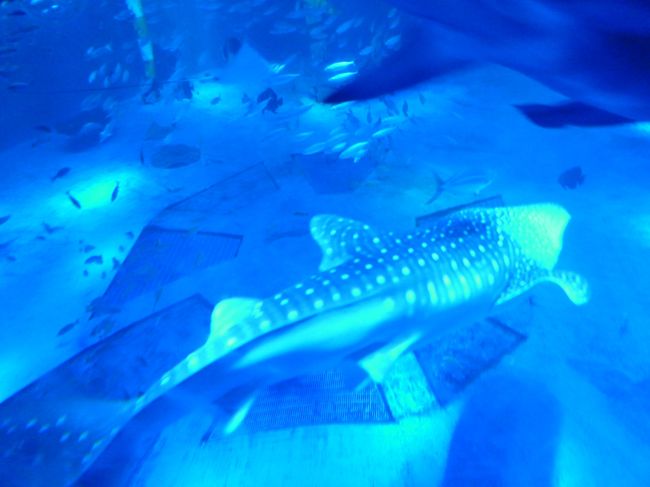 ジンベイザメが泳いでいます。<br />