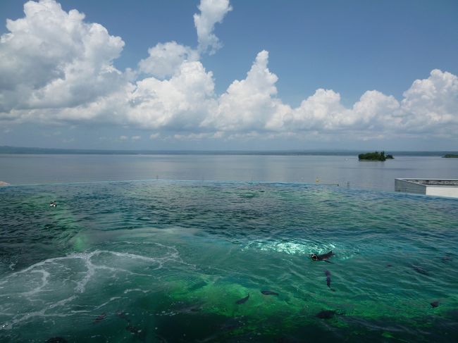 水槽の中にはイルカが泳いでいます。