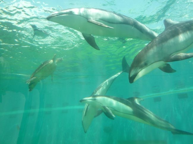 地下に降りると 水槽のトンネルになっています。イルカが泳いでいます。下から眺めることができます 。