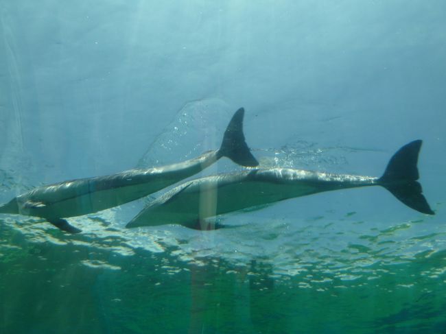 イルカが仲良く泳いでいます。