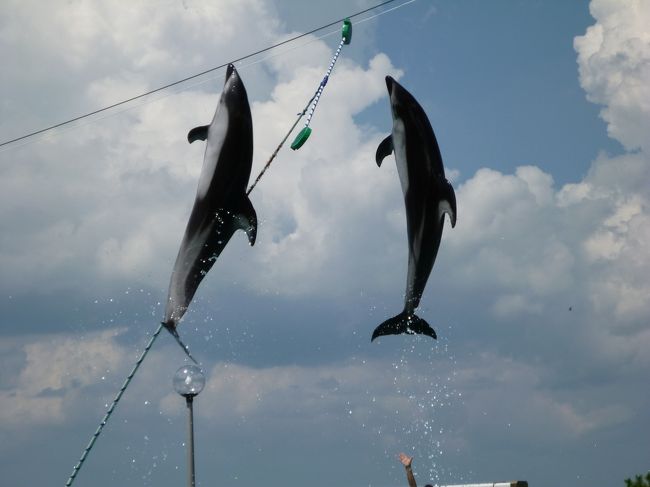 イルカのショーを見ました。