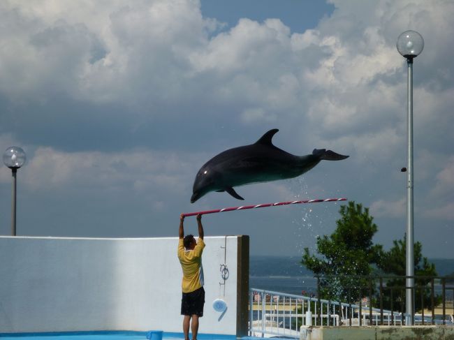 イルカがジャンプしています。