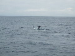 ２００７／３／５～１２　沖縄本島（初ホエールウォッチング）
http://4travel.jp/traveler/yasu_happy_go_lucky/album/10168060/
この辺りから地元の方や旅行者とのふれあいが楽しくなる。たまたま知り合ったダイビングショップの方に楽しくなかったら無料でいいからダイビングやらないかと誘われ初ダイビング！昔海で溺れたことがあるので物凄い恐怖感で・・・

沖縄全体　　５回目
沖縄本島　　４回目
美ら海水族館４回目 