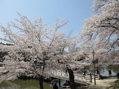 浮見堂に通じる橋です。
何年か前に新しく造り変えられた部分が白いので、後で登場する浮見堂と色が違いすぎて、最初の年はビックリしました^_^;