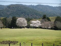 飛火野のほうを見渡すと、遠くにも桜の樹があり、その下にたくさんの人が座っているのが見えたので、きっとランチタイムですね♪