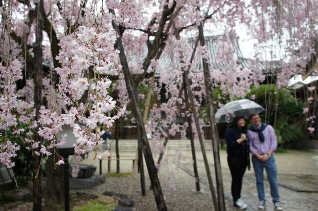 サクラは、大きいし、ピンクの色も程よいような。雨混じりの天気でしたが、かえって華やかさが増しているような感じもしました。これは銘木の風格があるような感じです。<br />ほか、フェノロサがここで日本の美術について講演をしたこともあるようです。<br /><br />