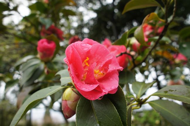 本体の樹齢400年に対して、