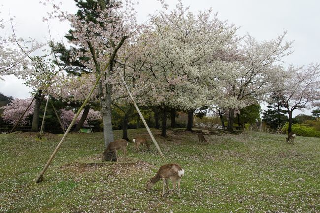 奈良公園の範囲ははっきりしないのですが、奈良市内一円といった感じ。総面積は500ヘクタールとも600ヘクタールとも言われます。あちこち鹿がいて、わき道に入ったりすると糞だらけですので気を付けましょう。<br />